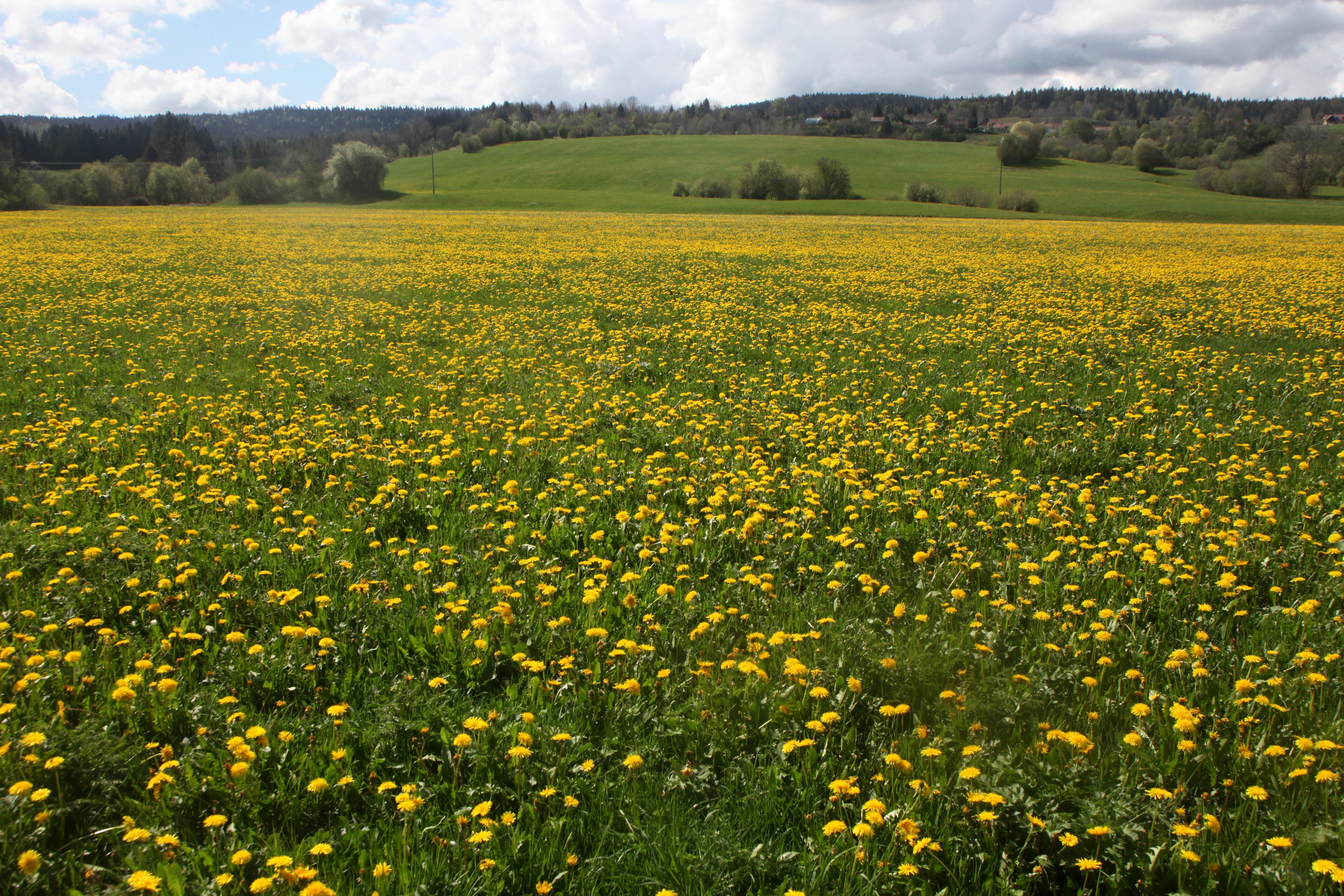 Prairie trouvailles détection